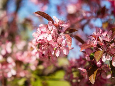 Pembe dekoratif kiraz çiçekleri. Seçici odak