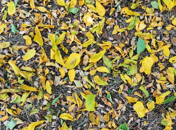 Outono Caído Folhas Grama Seca Floresta Vista Superior Contexto — Fotografia de Stock