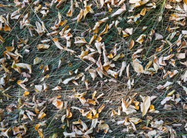 Ormandaki kurumuş çimlerin üzerinde düşen sonbahar akasya yapraklarının en üst görüntüsü. Arkaplan