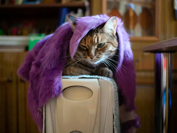 A cat covered with a fur blanket and sitting on an electric heater is very cold