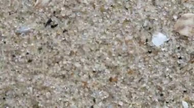 Makro, kum tanelerini ve rüzgarla savrulan küçük kabuk parçalarını üstten görüntüledi.