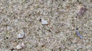 Kusursuz bir şekilde döndürülmüş makro çekim kum tanecikleri ve rüzgar tarafından savrulan küçük kabuk parçaları üst görünüm