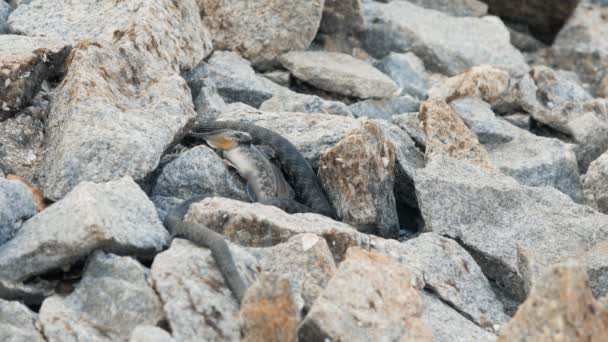 Змія Серед Каменів Ковтає Спійману Рибу — стокове відео
