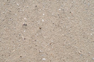 Sahilde küçük kabuklu nehir kumu. Yukarıdan görüntüle