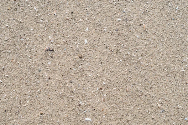 Sahilde küçük kabuklu nehir kumu. Yukarıdan görüntüle