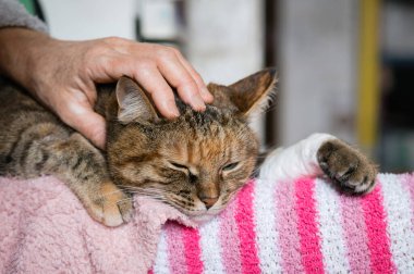 Sahibinin eli, ayaklarında bandajlı bir patiyle üzgün bir tekir kediyi okşar..