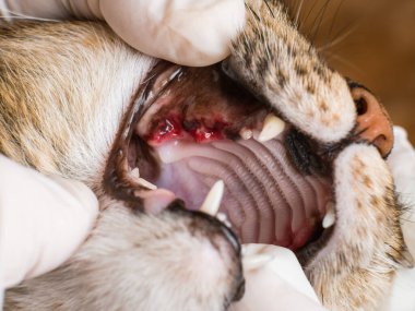 Çürümüş, hastalıklı dişlerin alınmasının ikinci gününde bir kedinin ağzındaki diş etlerinin iyileşme süreci inceleniyor.