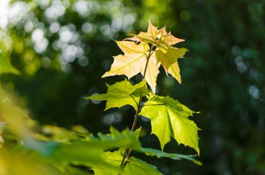 Genç akçaağaç yakından ayrılıyor. Arkaplan