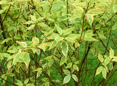 Beyaz Dogwood (Cornus alba)