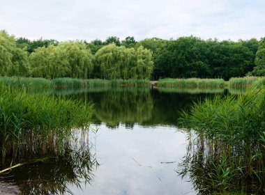 Yaz mevsiminde ormanın kenar mahallelerinde kıyıları sazlıklar ve söğütlerle kaplayan bir gölet..