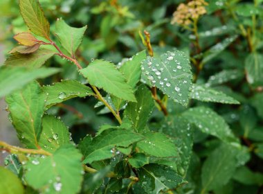 Spiraea (Meadowsweet) yağmur sonrası çiğ damlalarıyla yapraklar.