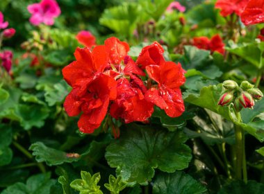 Yağmurdan sonra çiğ taneli kırmızı sardunya (pelargonyum) çiçekleri.