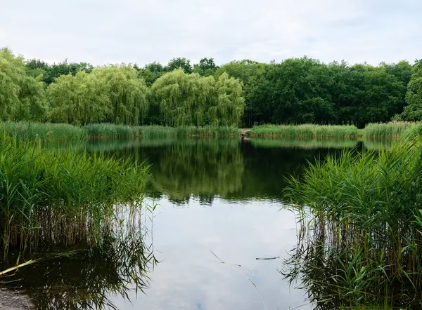 Yaz mevsiminde ormanın kenar mahallelerinde kıyıları sazlıklar ve söğütlerle kaplayan bir gölet..