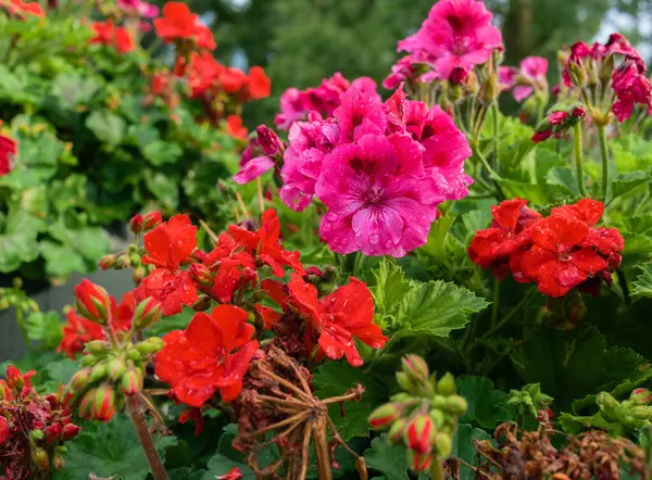 Pembe ve kırmızı pelargonyum (sardunya) yağmurdan sonra çiy damlaları ile birlikte çiçekler.