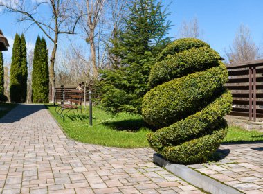 A boxwood bush trimmed by a gardener into an egg shape in a spiral shape. clipart