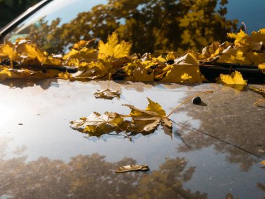 Güneşli bir günde, sonbahar yaprakları kirli, tozlu bir arabanın kaputuna düşer..