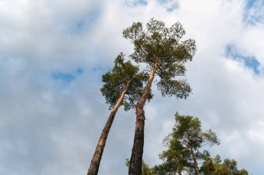 Bulutlu bir gökyüzüne karşı yan yana duran iki uzun çam ağacının dipten görünüşü.