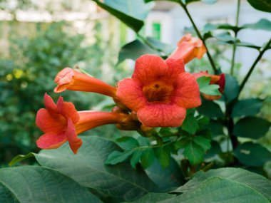 Blooming Campsis radyan (trompet sarmaşığı, inek kaşıntısı, trompet sürüngeni veya sinekkuşu)).