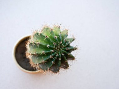 Kaktüs tencerede, pencere pervazında..