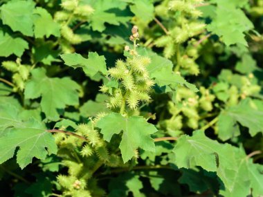 Yeşil çalılık Xanthium strumarium (kaba koklebur, Noogoora burr, clotbur, yaygın koklebur, büyük koklebur, woolgarie bur)