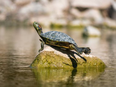 Kırmızı kulaklı bir sürgülü kaplumbağa güneşin tadını çıkarıyor, bacaklarını uzatıyor ve kabuğu ile gölün ortasındaki suda yatıyor..