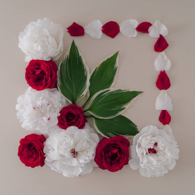 Kırmızı ve beyaz güller, taç yaprakları ve pastel arka planda yeşil yapraklarla yapılmış romantik bir düzen. Dümdüz yatıyordu, manzaranın zirvesinde. Asgari aşk konsepti. Çiçekler estetik..
