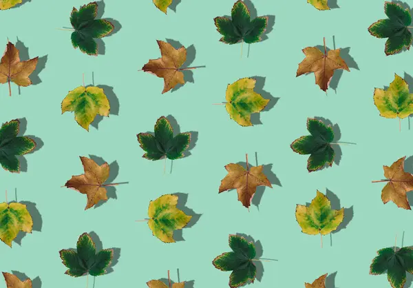 Creative pattern composition of colorful autumn leaves on pastel green background. Season concept. Minimal autumn or fall idea. Autumn aesthetic background. Flat lay, top of view.