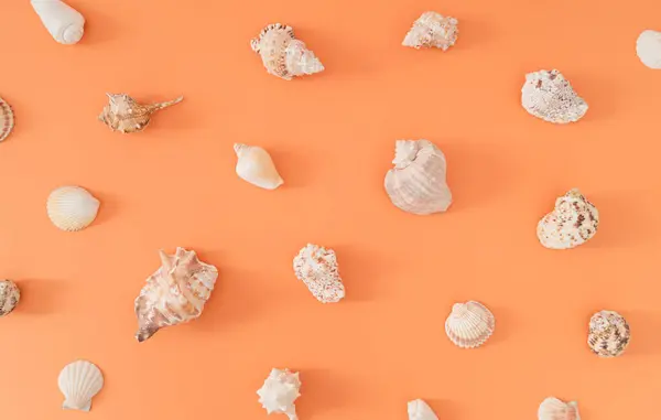 Trendy summer pattern made of sea shells on pastel peachy orange background. Nature summer concept. Minimal sea shells pattern composition. Creative exotic flat lay idea. Sea shells aesthetic.