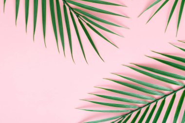 Açık pembe arka planda yeşil tropik palmiye yaprakları. Minimum yaz konsepti. Yaratıcı düz yatak.