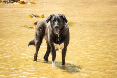 Köpek sahilde suda oynuyor.