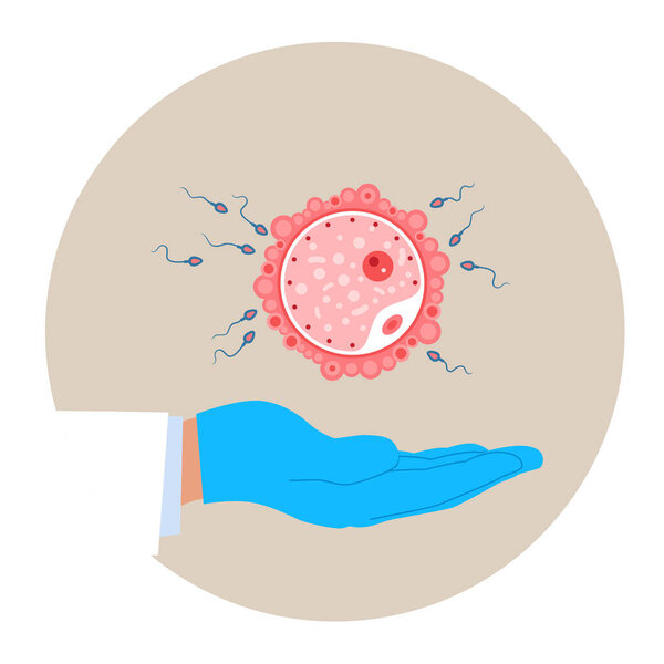  Fertilization infographics. For parenthood, pregnancy and fertility topics. Human reproduction and family planning. Flat modern vector illustration