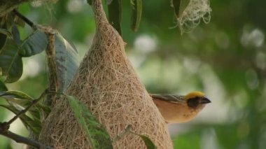 Baya Weavera Güzel tüyleri ve parlak renkleri olan küçük bir kuş. Dokumacı Tayland 'da bir vahşi yaşam sembolüdür. Ve cömertliğin sembolü olan bir anlamı var. Ve Tayland 'ın doğasının sevgisi