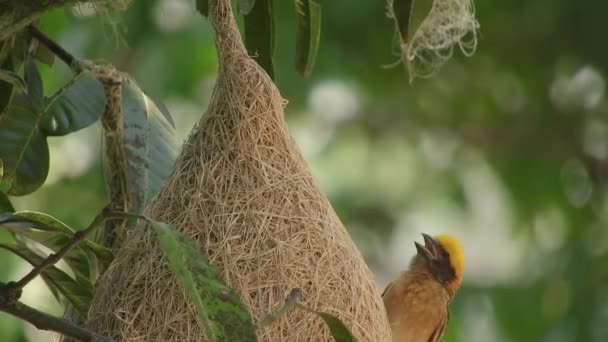 Baya Weaverun Petit Oiseau Aux Belles Plumes Aux Couleurs Vives — Video
