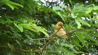 Balıkçılar 11 Mayıs 2023 'te ağlarını kullanarak Tayland' daki bir gölde balık avlamak için tekneleri kullanırlar. Ayrıca Tayland balıkçılarının da balıkçılık alanını öğrenmeleri ve anlamaları gerekir. t dahil