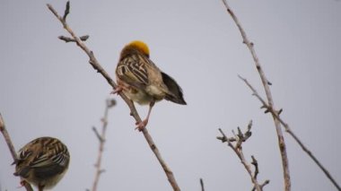 Baya Weavera Güzel tüyleri ve parlak renkleri olan küçük bir kuş. Dokumacı Tayland 'da bir vahşi yaşam sembolüdür. Ve cömertliğin sembolü olan bir anlamı var. Ve Tayland 'ın doğasının sevgisi.