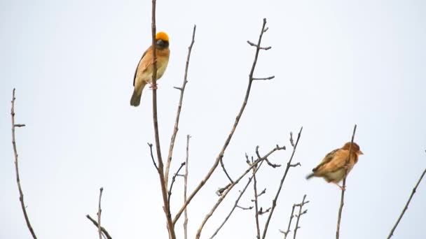 Baya Weaverum Pequeno Pássaro Com Belas Penas Cores Brilhantes Tecelão — Vídeo de Stock