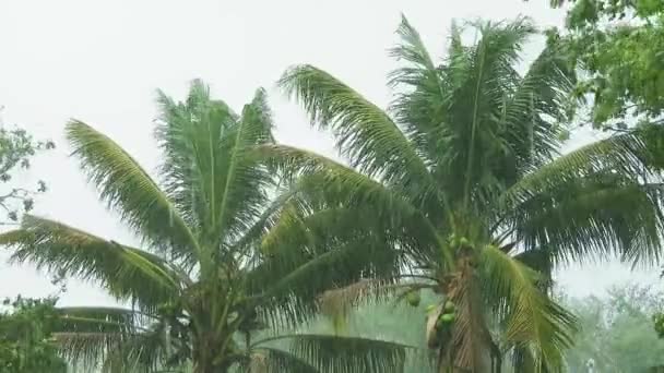 Regnfuld Vind Blæser Kokos Træer Vippes Alene Landdistrikterne Thailand Making – Stock-video