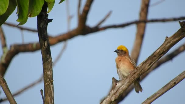 Baya Weavera Güzel Tüyleri Parlak Renkleri Olan Küçük Bir Kuş — Stok video