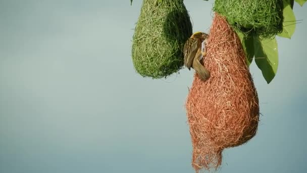 Baya Weavera Güzel Tüyleri Parlak Renkleri Olan Küçük Bir Kuş — Stok video