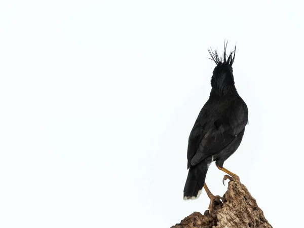 White Vented Myna Naturally Commissioned Scenic Views Crested Starling Require — Stock Photo, Image