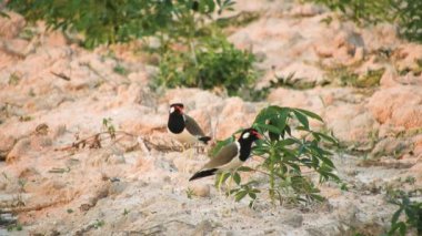 Vanellus indicus çok renkli basit bir kuştur. Işığı güzel yansıtan güzel renkli saçları var. Ve baskın davranış, açık ve sessiz olmayı seven mavi aslandır..