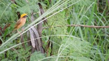 Baya Weavera Güzel tüyleri ve parlak renkleri olan küçük bir kuş. Dokumacı Tayland 'da bir vahşi yaşam sembolüdür. Ve cömertliğin sembolü olan bir anlamı var. Ve Tayland 'ın doğasının sevgisi.