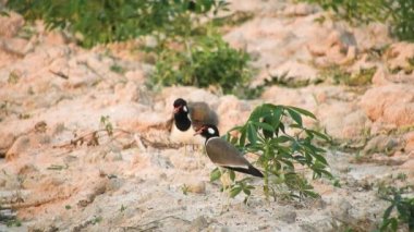 Vanellus indicus çok renkli basit bir kuştur. Işığı güzel yansıtan güzel renkli saçları var. Ve baskın davranış, açık ve sessiz olmayı seven mavi aslandır..