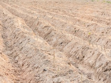 Patates dönüşümü yıllar içinde artmış bir aktivite. Çiftçilerin yüksek kaliteli ürünlerden memnuniyeti ve pazardan gelen talebin artmasıyla, yatırıma yönelik bir ilgi var.