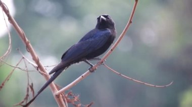 Dicruridae, parlak siyah tüyleri, çatallı kuyrukları ile karakterize edilen büyüleyici bir kuş familyasıdır. Bu kuş mucizeleri dünya çapında çeşitli habitatlarda yaşayabilir.,