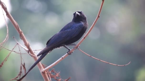 Dicruridae Uma Família Fascinante Aves Passeriformes Caracterizadas Por Suas Penas — Vídeo de Stock
