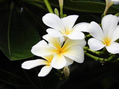 Frangipani veya Plumeria olarak da bilinen Kamboja çiçekleri canlı ve güzel kokulu çiçekleriyle ünlüdür. Bu zarif çiçekler beyaz, pembe, sarı ve kırmızı gibi çeşitli renklerde gelir. Yaklaş.