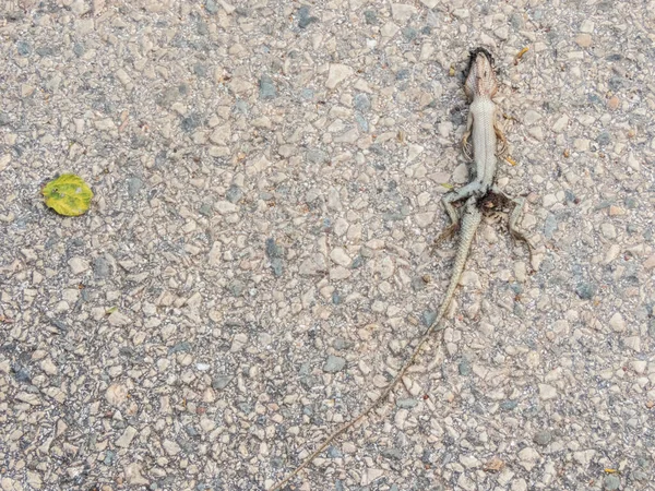 街上死去的变色龙是令人伤心的景象 蚂蚁正准备吃掉蜥蜴 以便把气味和食物带回它们的巢穴 — 图库照片