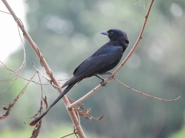 Dicruridae Fascinerande Familj Förbipasserande Fåglar Kännetecknas Sina Eleganta Svarta Fjädrar — Stockfoto
