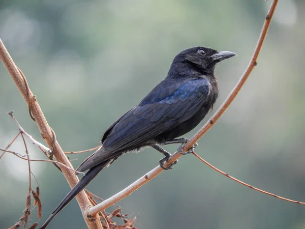 Dicruridae Fascinerande Familj Förbipasserande Fåglar Kännetecknas Sina Eleganta Svarta Fjädrar — Stockfoto